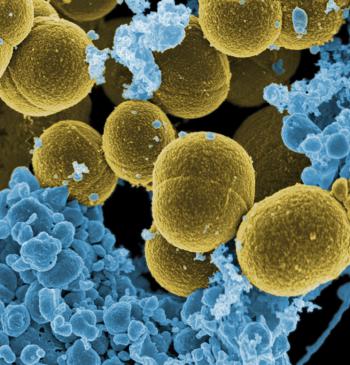 El meningococ és una de les causes de meningitis bacteriana greu. Com evitar la infecció en nens?