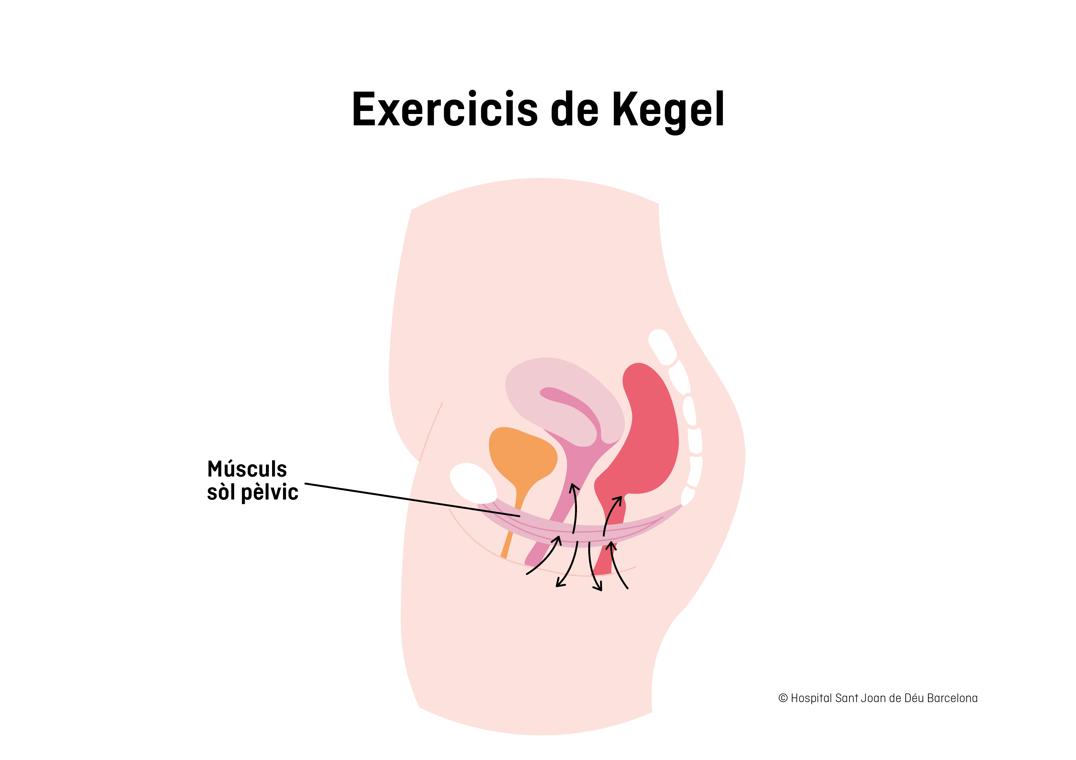 Il·lustració exercicis de Kegel
