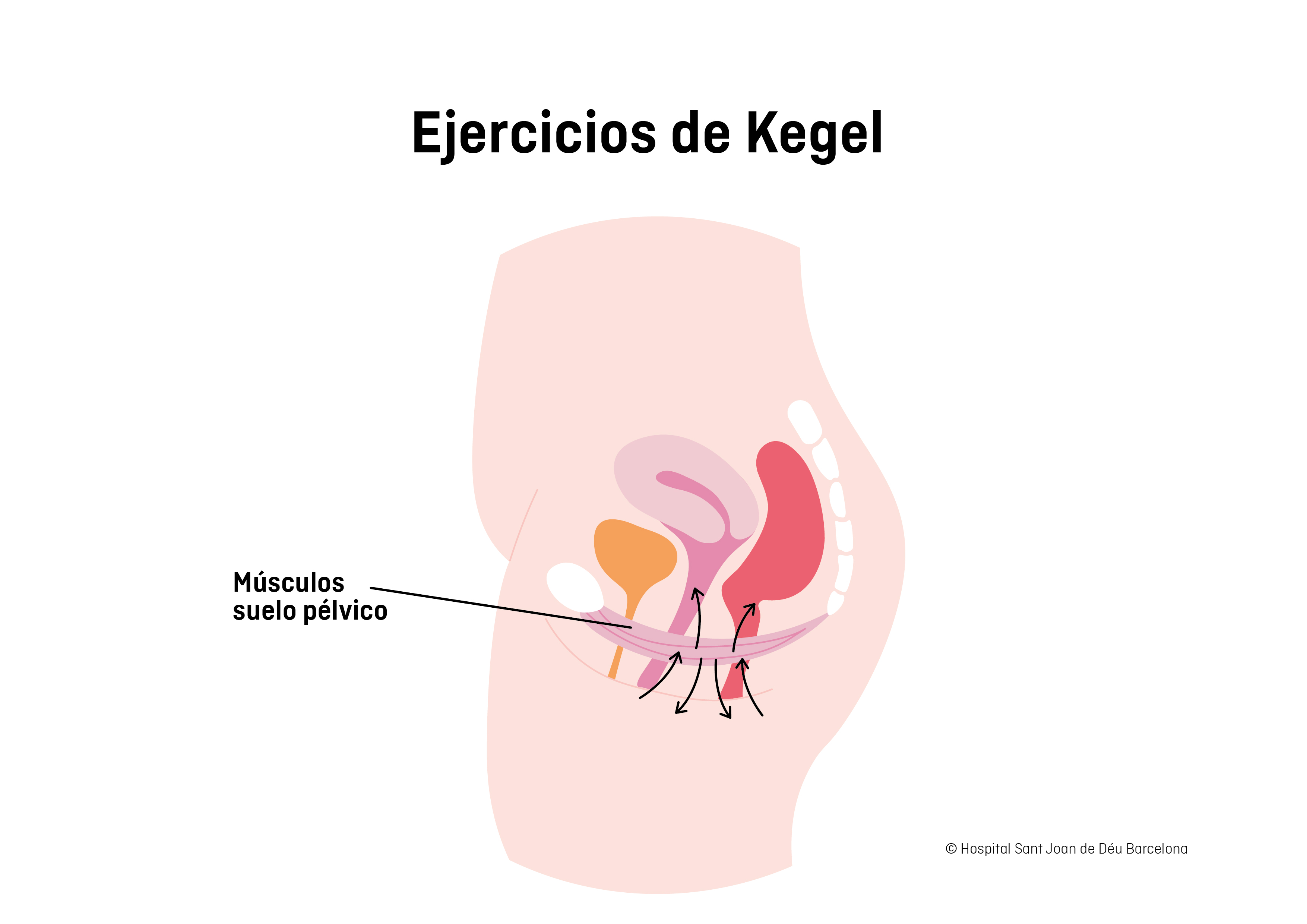 Diagrama de ejercicios de Kegel para la mujer