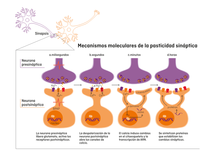 mecanismos sinápticos